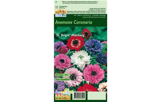 Anemone 'St Brigid'