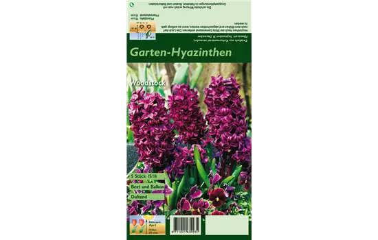 Hyazinthe 'Woodstock'