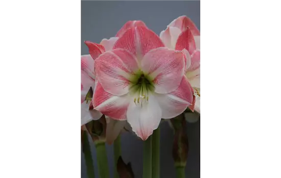 Ritterstern 'Apple Blossom'