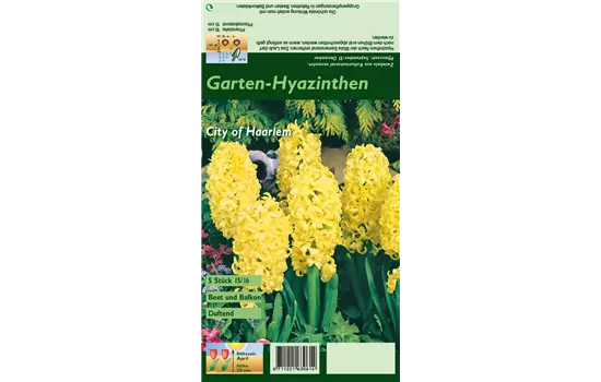 Hyazinthe 'City Of Haarlem'