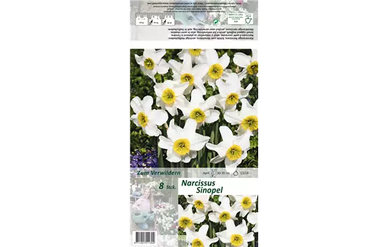 Dichter-Narzisse 'Sinopel'