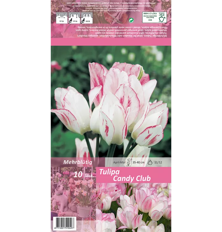 Tulipa 'Candy Club'