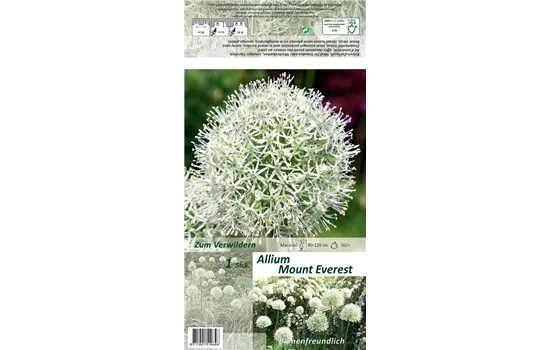 Garten-Zier-Lauch 'Mount Everest'