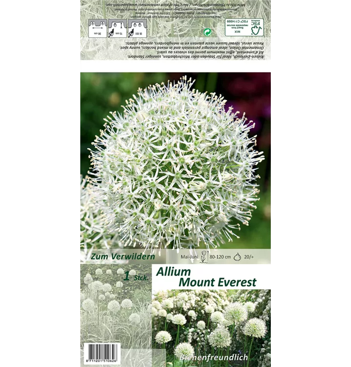 Allium stipitatum 'Mount Everest'