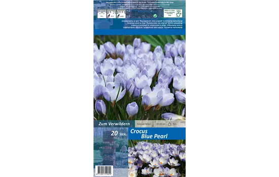 Kleiner Garten-Krokus 'Blue Pearl'