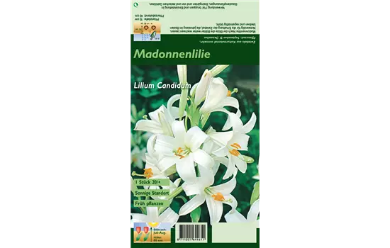 Madonnen-Lilie