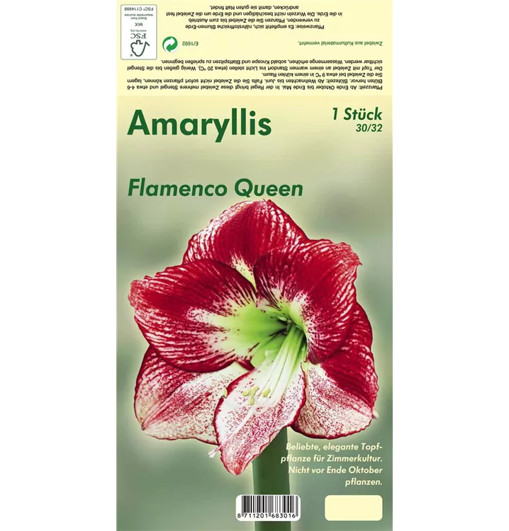 Hippeastrum 'Flamenco Queen'