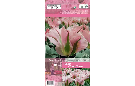 Tulpe 'China Town'