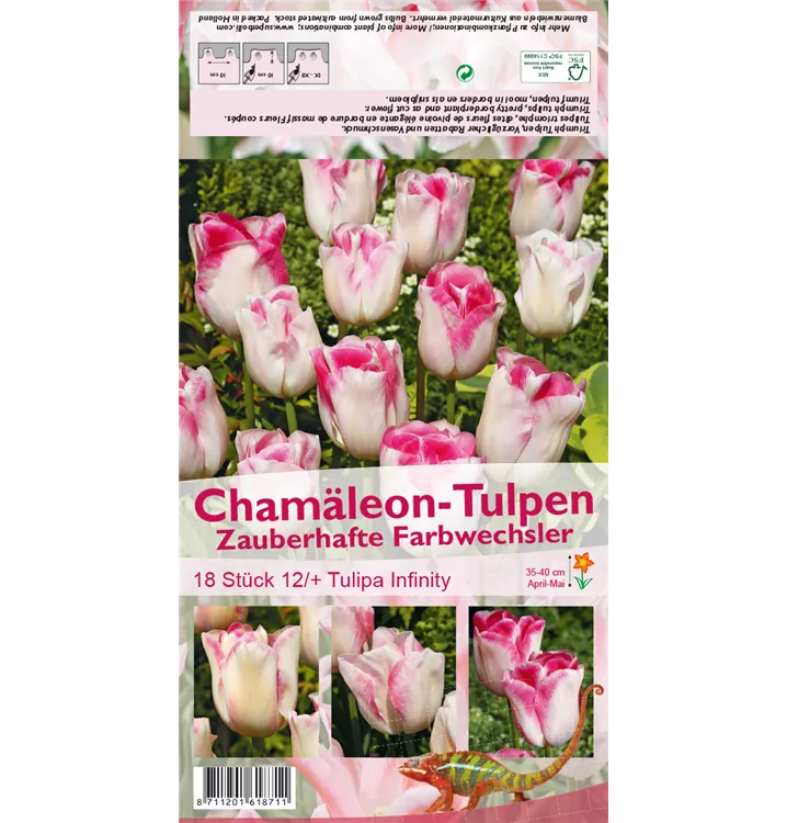 Tulipa 'Infinity'