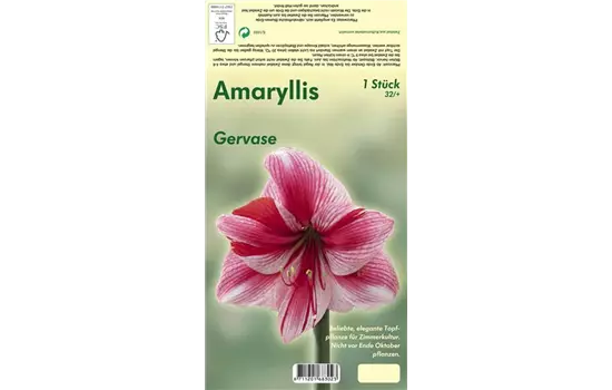 Ritterstern 'Gervase'