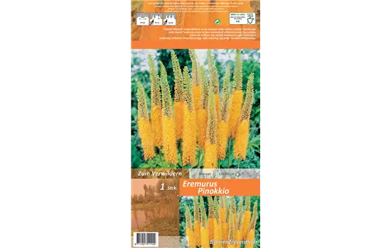 Steppenkerze 'Pinokkio'