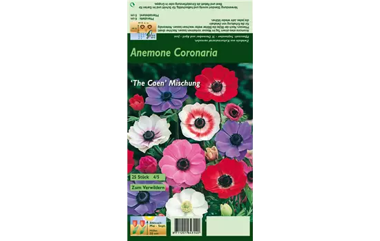 Garten-Anemone 'De Caen'