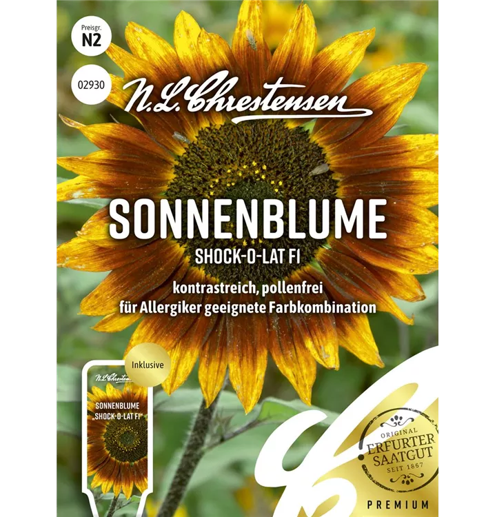 Helianthus annuus 'Shock-o-lat'