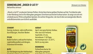 Bildvorschau