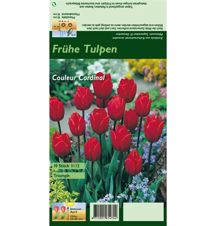 Tulipa 'Couleur Cardinal'