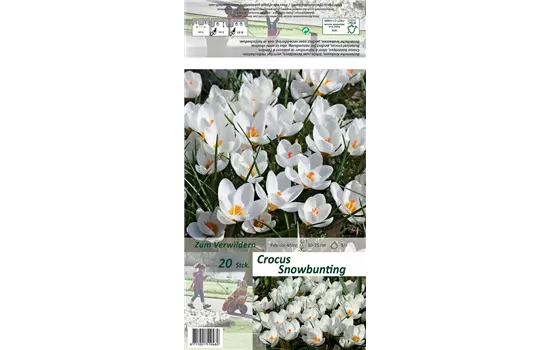 Kleiner Garten-Krokus 'Snow Bunting'