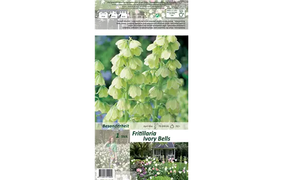 Garten-Kaiserkrone 'Ivory Bells'