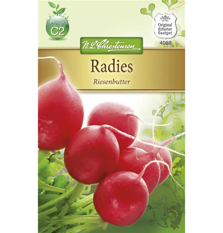 Raphanus sativus var. sativus 'Riesenbutter'