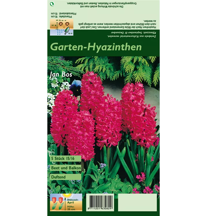 Hyacinthus orientalis 'Jan Bos'