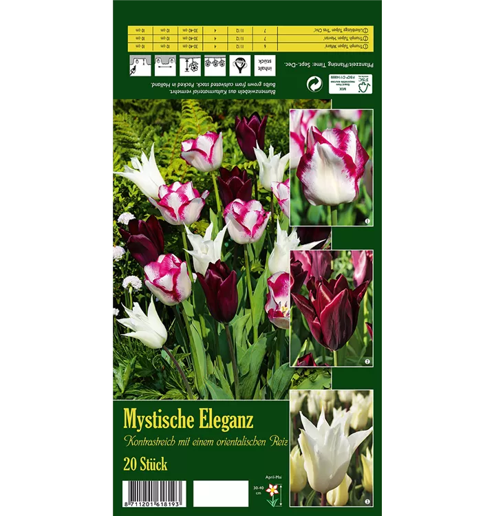 Tulipa 'Mystische Eleganz'