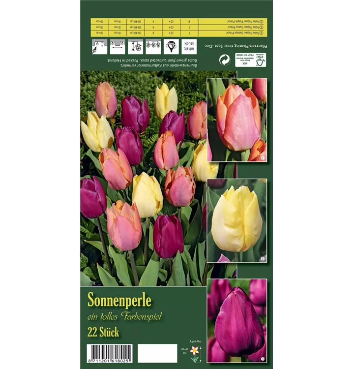 Tulipa 'Sonnenperle'