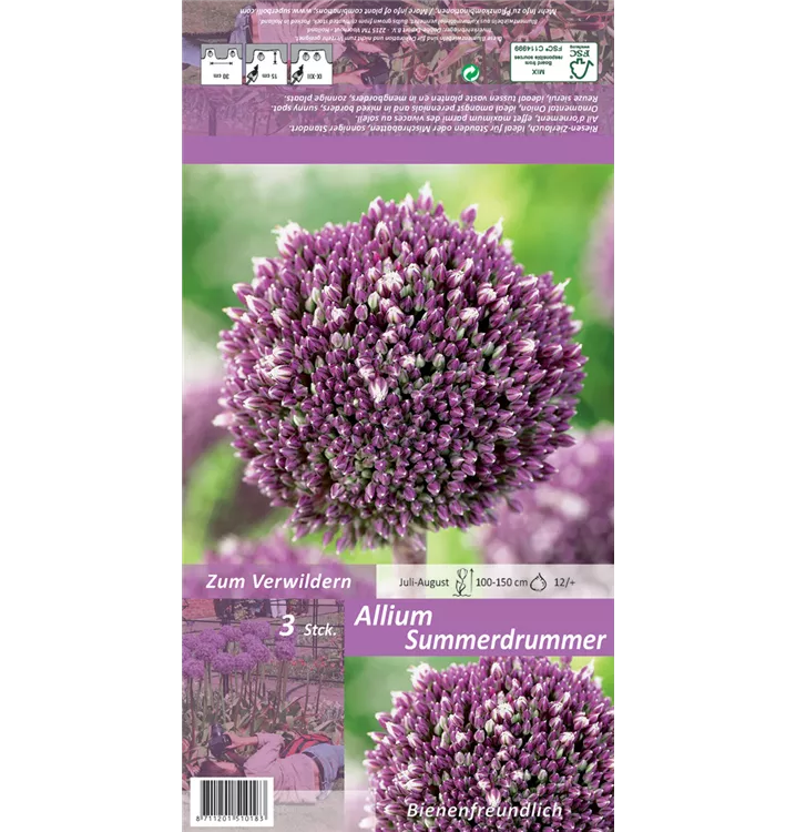 Allium 'Summer Drummer'