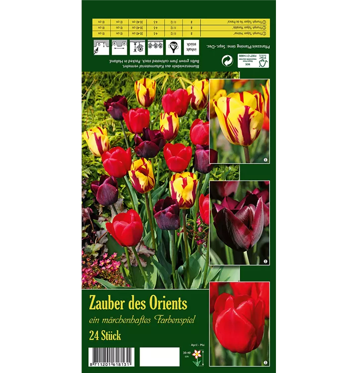 Tulipa 'Zauber des Orients'