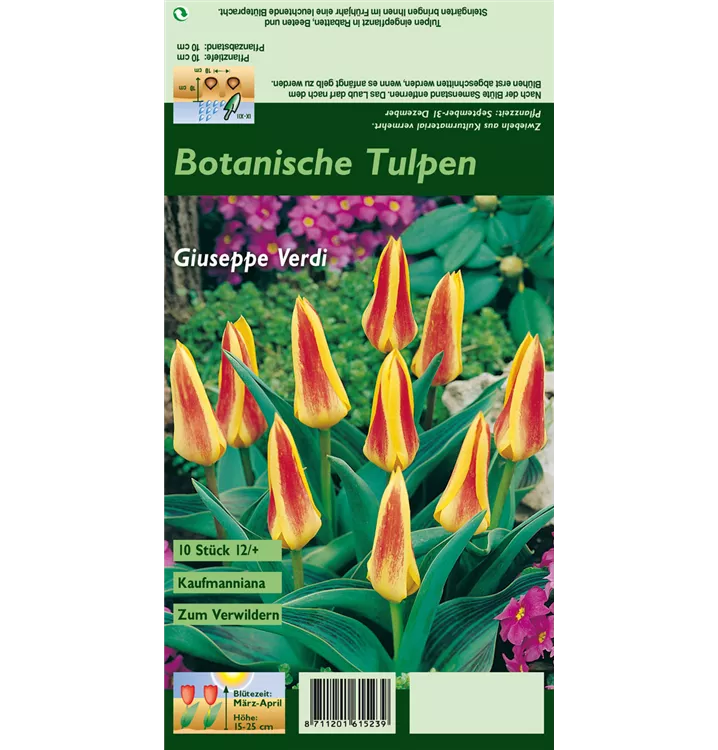 Tulipa kaufmanniana 'Giuseppe Verdi'