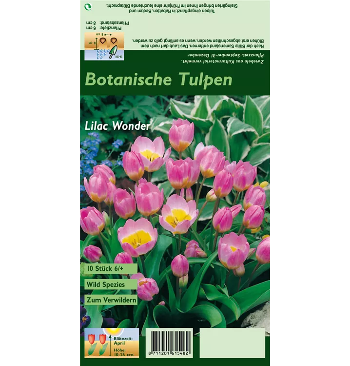 Tulipa bakeri 'Lilac Wonder'