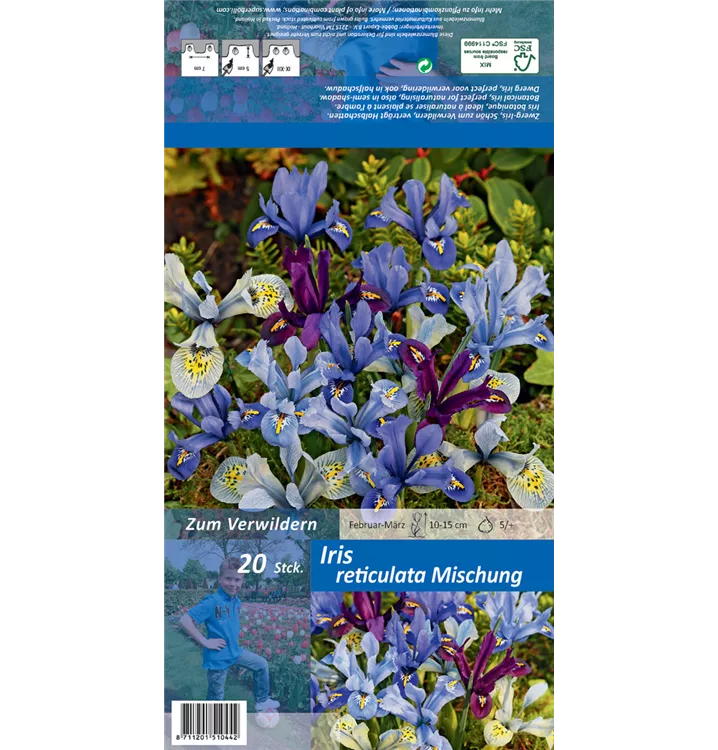 Iris reticulata