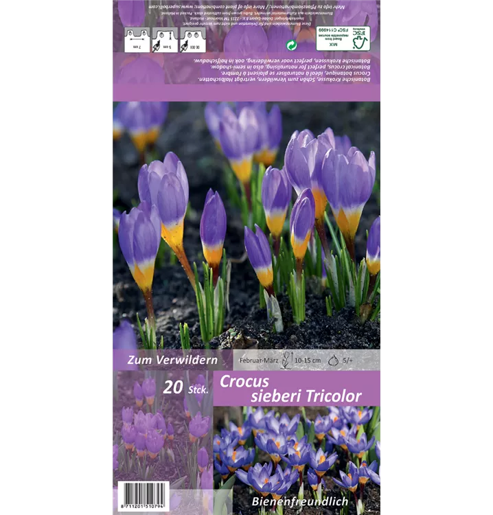 Crocus sieberi subsp. sublimis 'Tricolor'