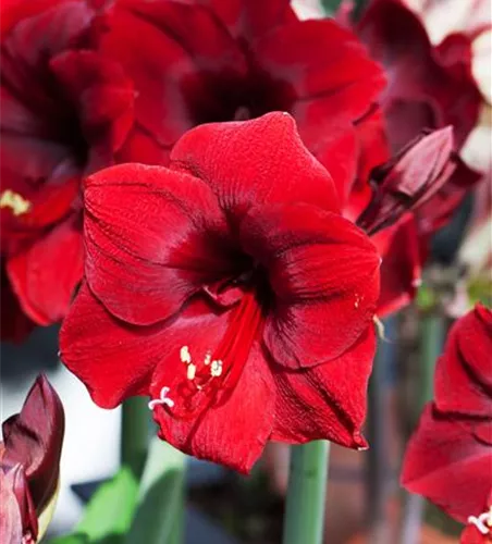 Hippeastrum 'Royal Red'