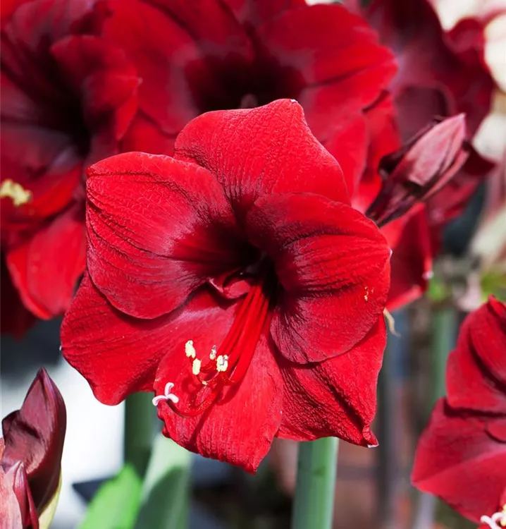 Ritterstern / Amaryllis
