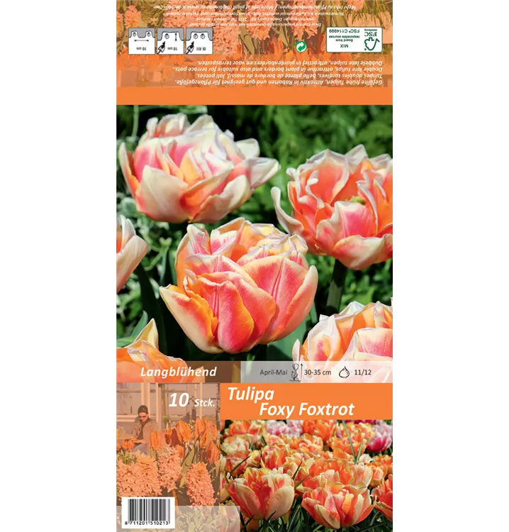Tulipa 'Foxy Foxtrot'