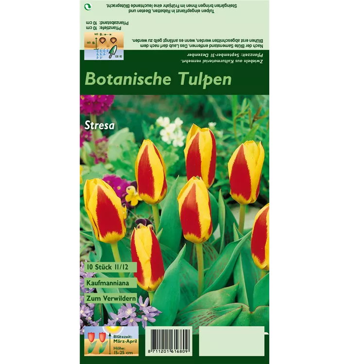 Tulipa kaufmanniana 'Stresa'
