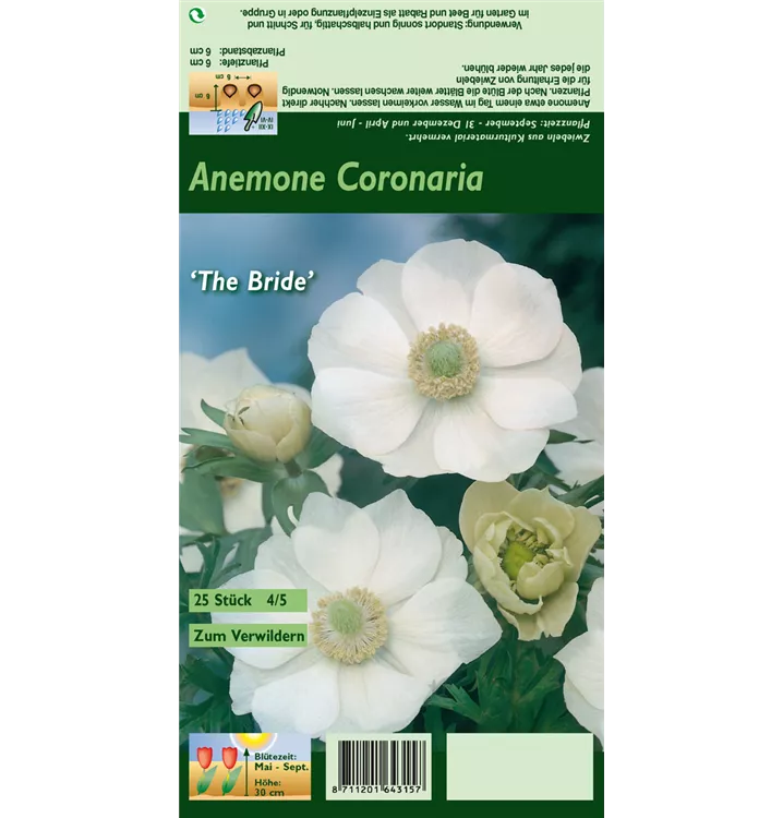 Anemone coronaria 'De Caen The Bride'