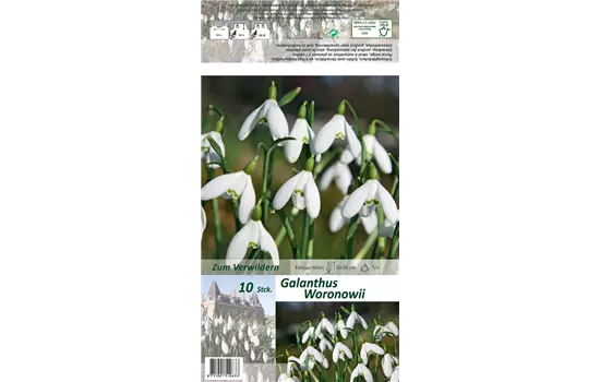 Woronow-Schneeglöckchen