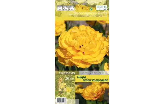 Tulpe 'Yellow Pomponette'