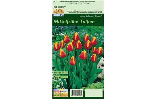 Tulpe 'Kees Nelis'