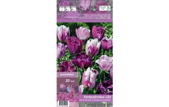 Tulpen 'Ton in Ton - Farbenfrohes Lila'