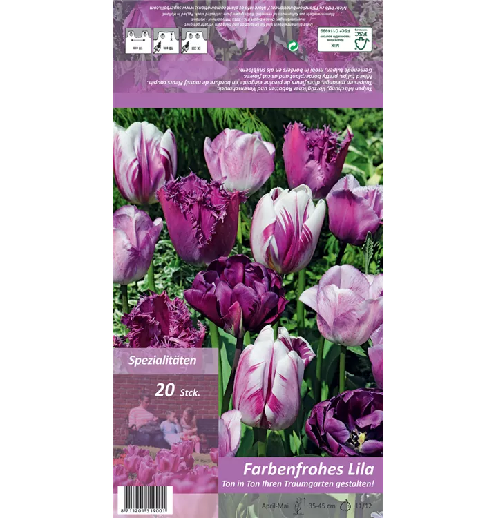 Tulipa 'Farbenfrohes Lila'