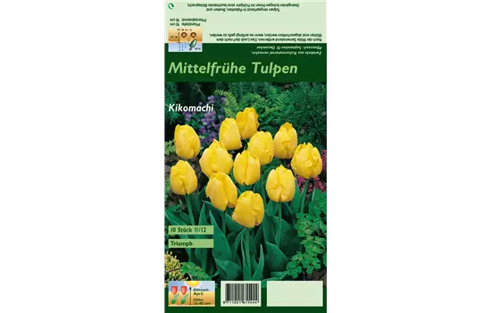 Tulpe 'Kikomachi'