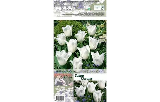 Tulpe 'Kiwanis'