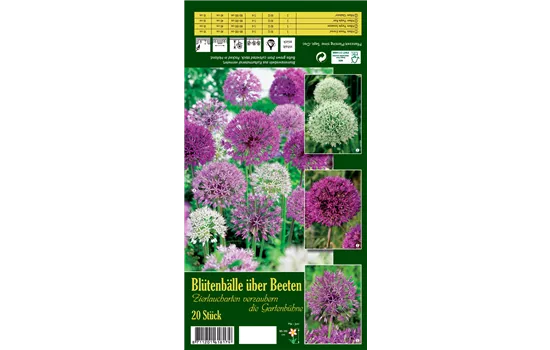 Zierlauch 'Blütenbälle über Beeten'