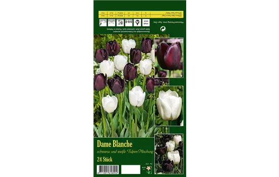 Tulpen-Mix 'Dame Blanche'