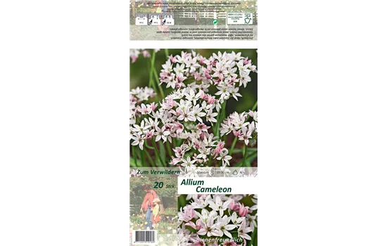 Zierlauch 'Cameleon'