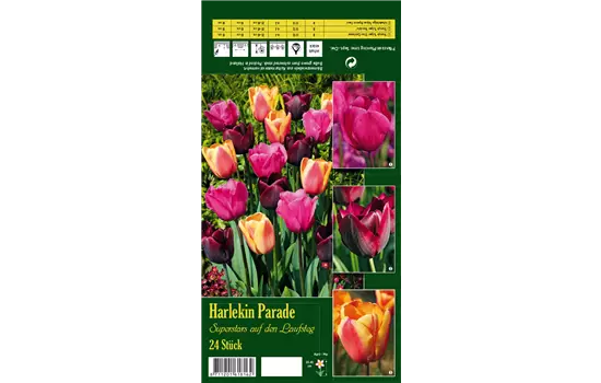 Tulpen-Mix 'Harlekin Parade'