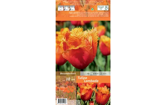 Tulpe 'Lambada'