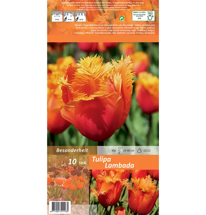 Tulipa 'Lambada'
