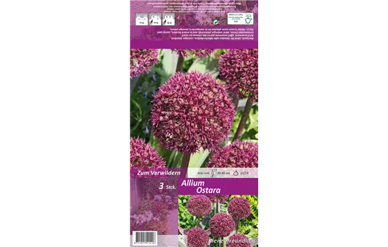 Zierlauch 'Ostara'